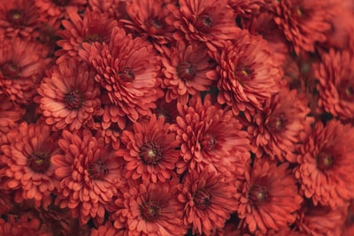 微距镜头中的红花